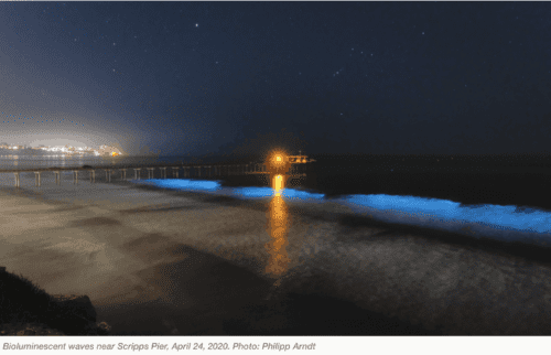 Bioluminescence at Scripps Pier