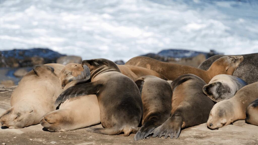 A harem of California sea lions at Point La Jolla