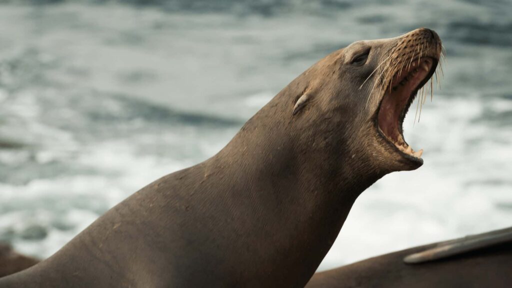 California sea lion barking