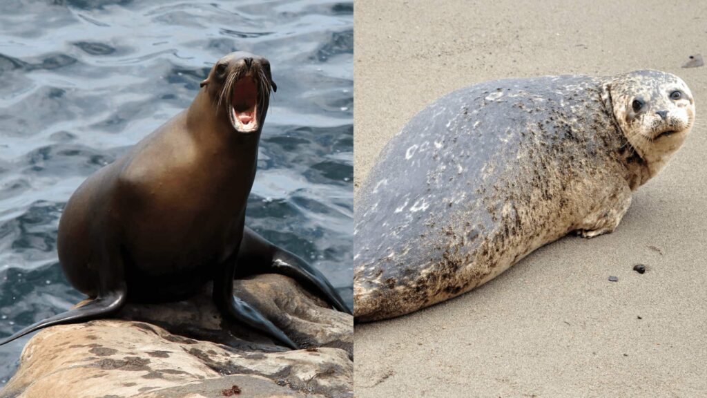 California sea lion versus harbor seal