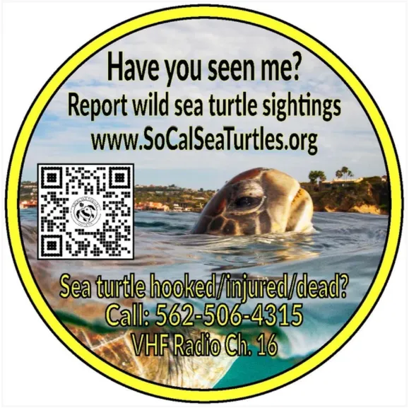 How to Help (and See) Green Sea Turtles In California This Summer ...