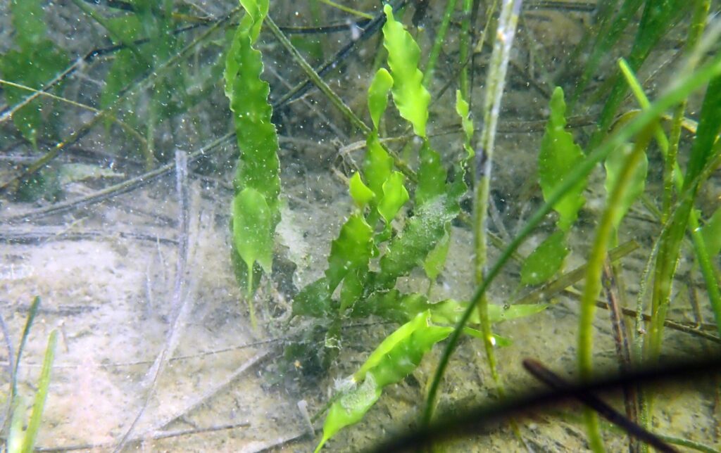 Caulerpa in eelgrass