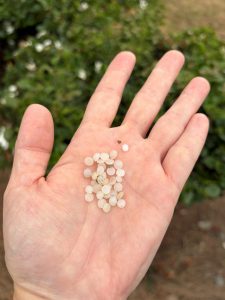 SD Pellet Count 7